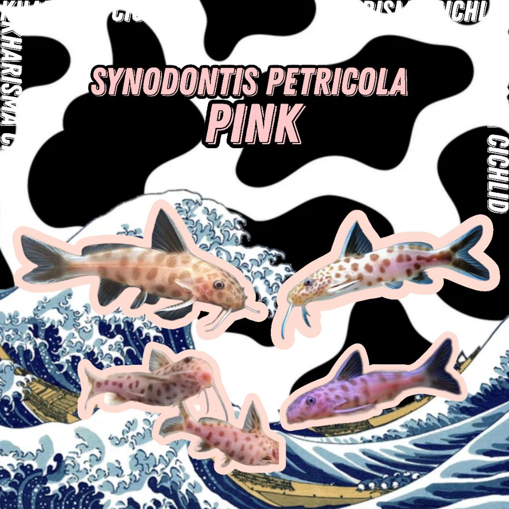 Synodontis PINK Petricola Catfish Tankmate Tanganyika Cichlid Rare Limited