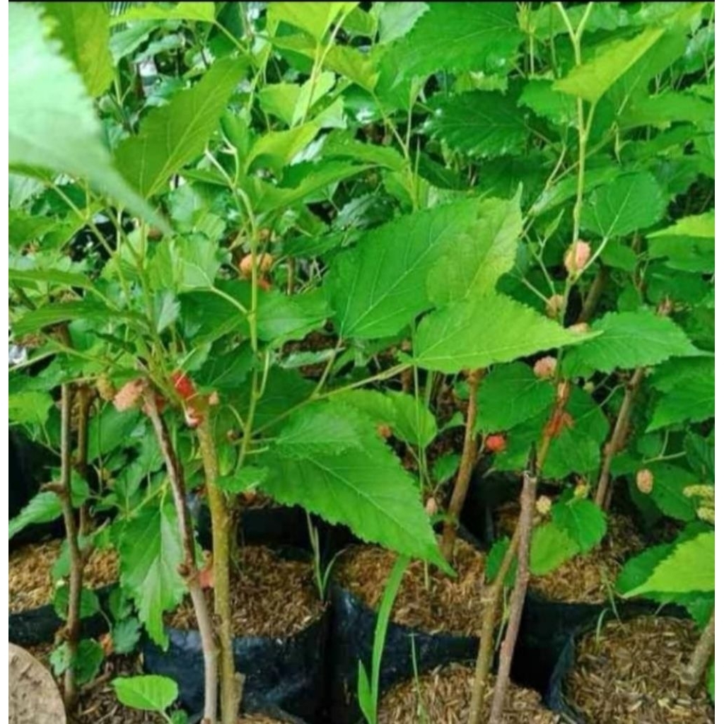 Bibit murbei cangkok