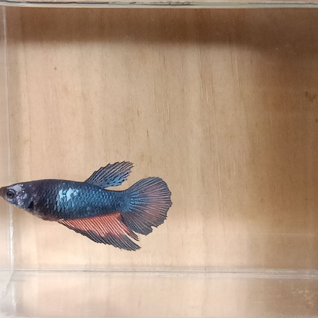 Hiasan Akuarium Cupang HMPK (Medium Fin) Female