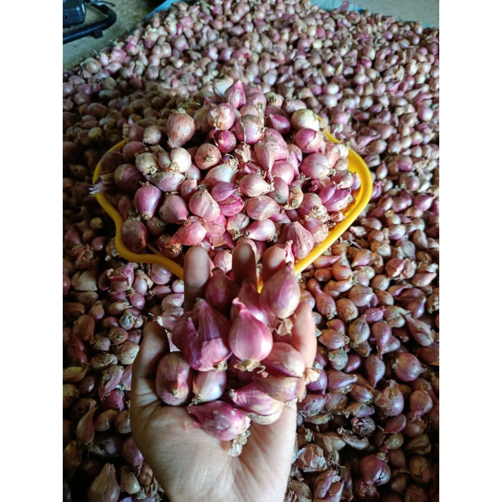 Bawang merah lokal || bawang merah kering || bawang merah murah