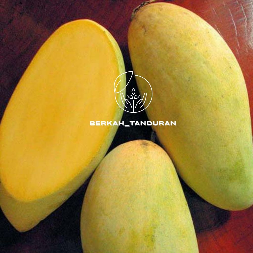 Bibit Mangga Kiojay Siap Berbuah Hasil Okulasi