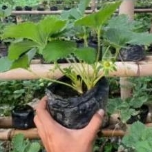bibit Strawberry seolhyang korea