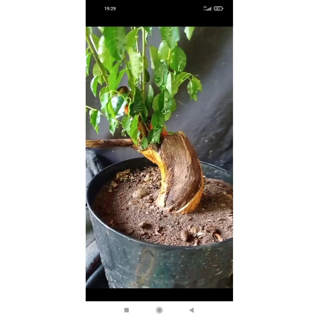 bahan bonsai sisir kaliage subur
