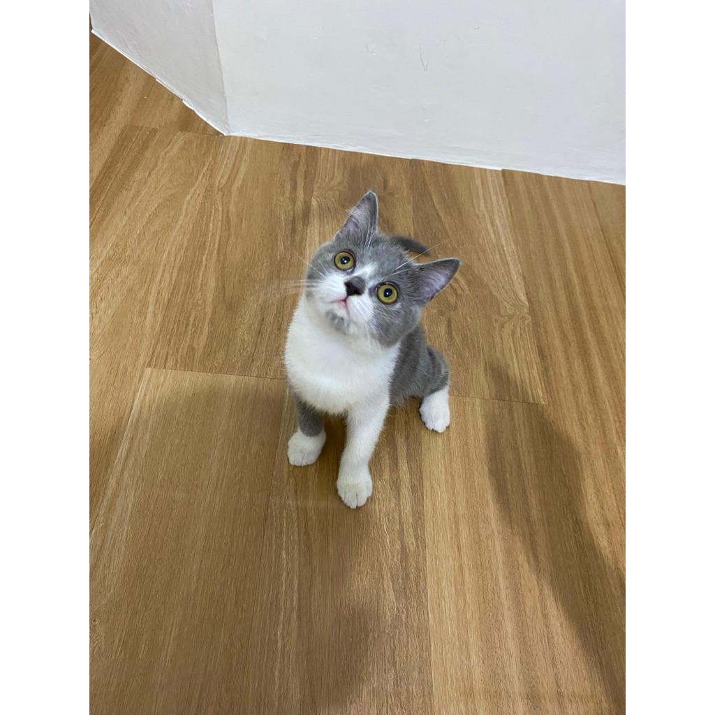 Kucing Bsh Mix detail deskripsi