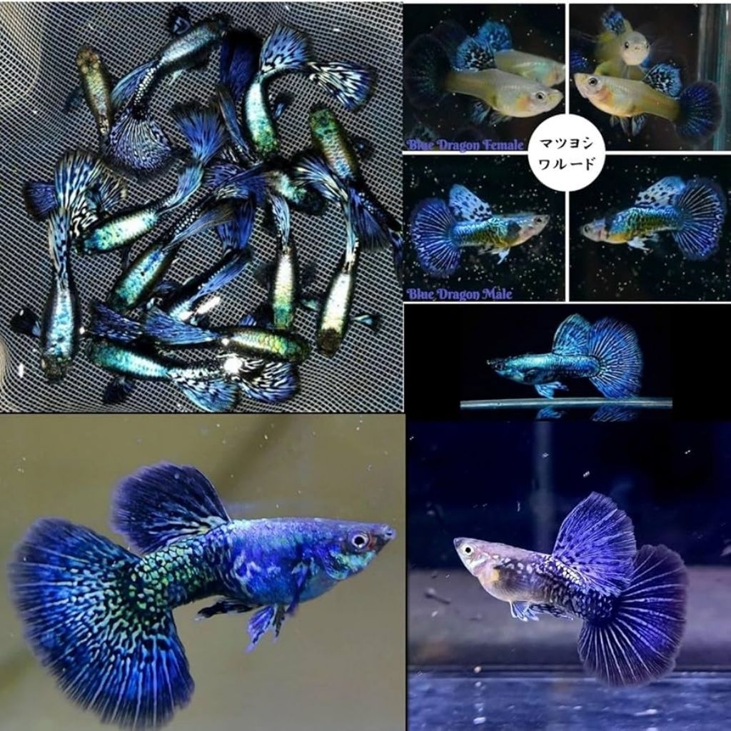 Guppy Purple Dragon Dumbo Ear Gen Ribbon- Sepasang Ikan Hias Kualitas Tinggi