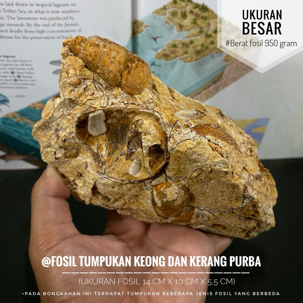 Fosil Tumpukan Keong dan Fosil Kerang B94 atau Fosil Gastropoda atau Fosil Kerang Semi Crystal atau 