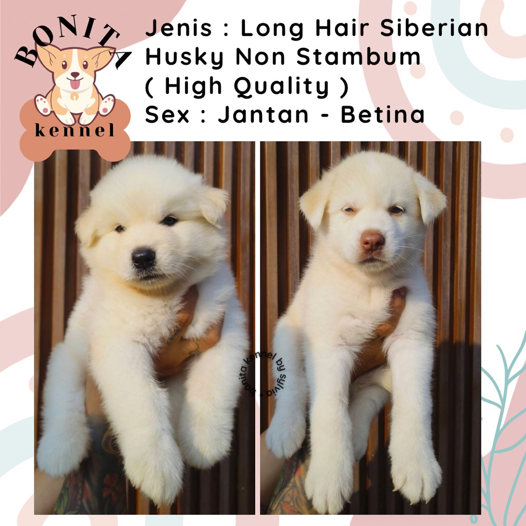 Siberian Husky Long Hair Non Stambum Grey Copper Anak Anjing Husky Jantan Betina