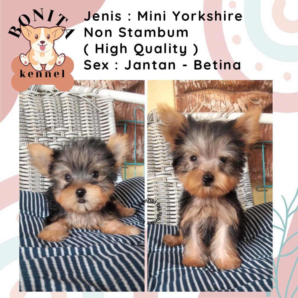 Mini Yorkshire Non Stambum Anak Anjing Yorkshire Jantan Betina