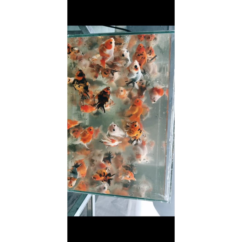 GOLDFISH IKAN KOKI BAHAN GROOMING
