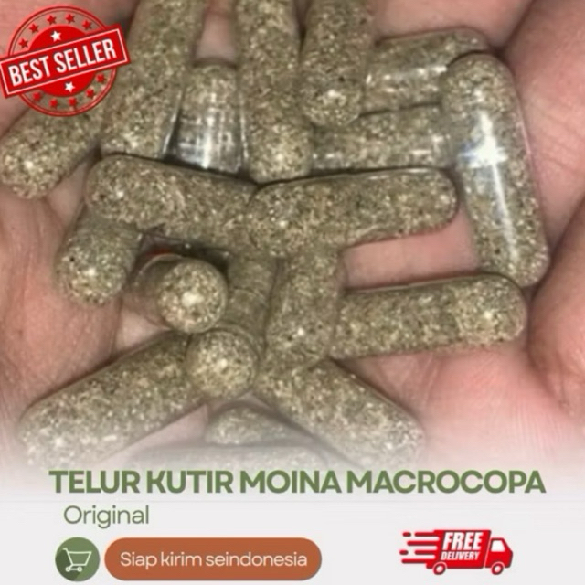 Telur Kutu Air Moina Macrocopa Termurah Sudah Uji Penetasan
