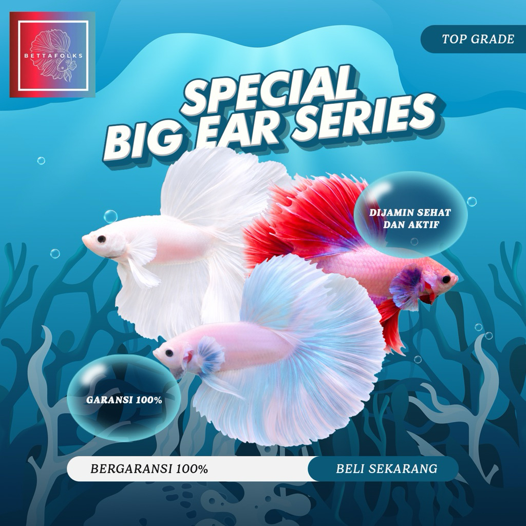 Halfmoon Big Ear Rosetail All Bright Special Series A+ Grade - Kebutuhan Aquarium