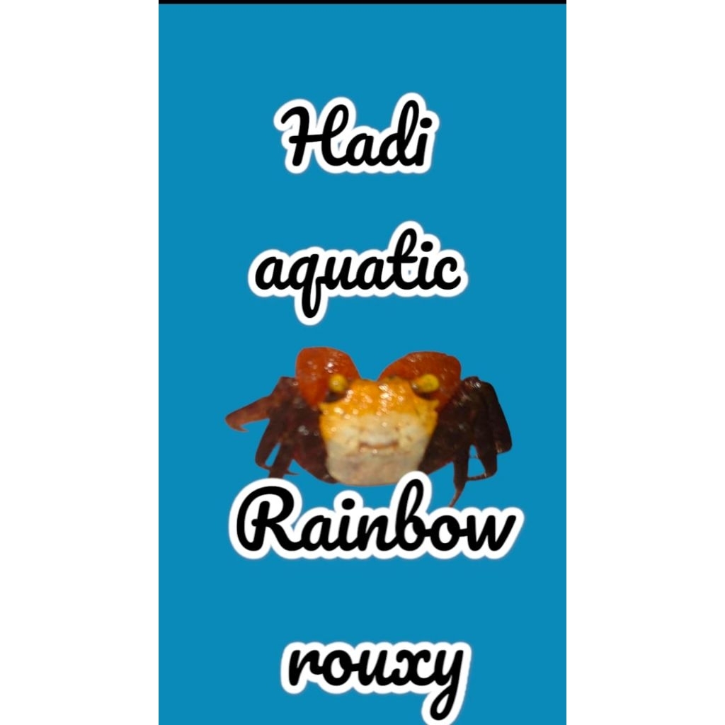 hiasan Mini Crab Rainbow rouxy ( vampire )