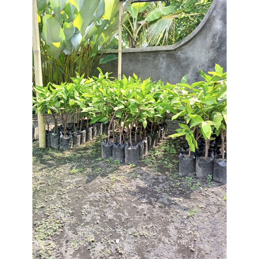 bibit potong cangkok buah jambu air citra jumbo