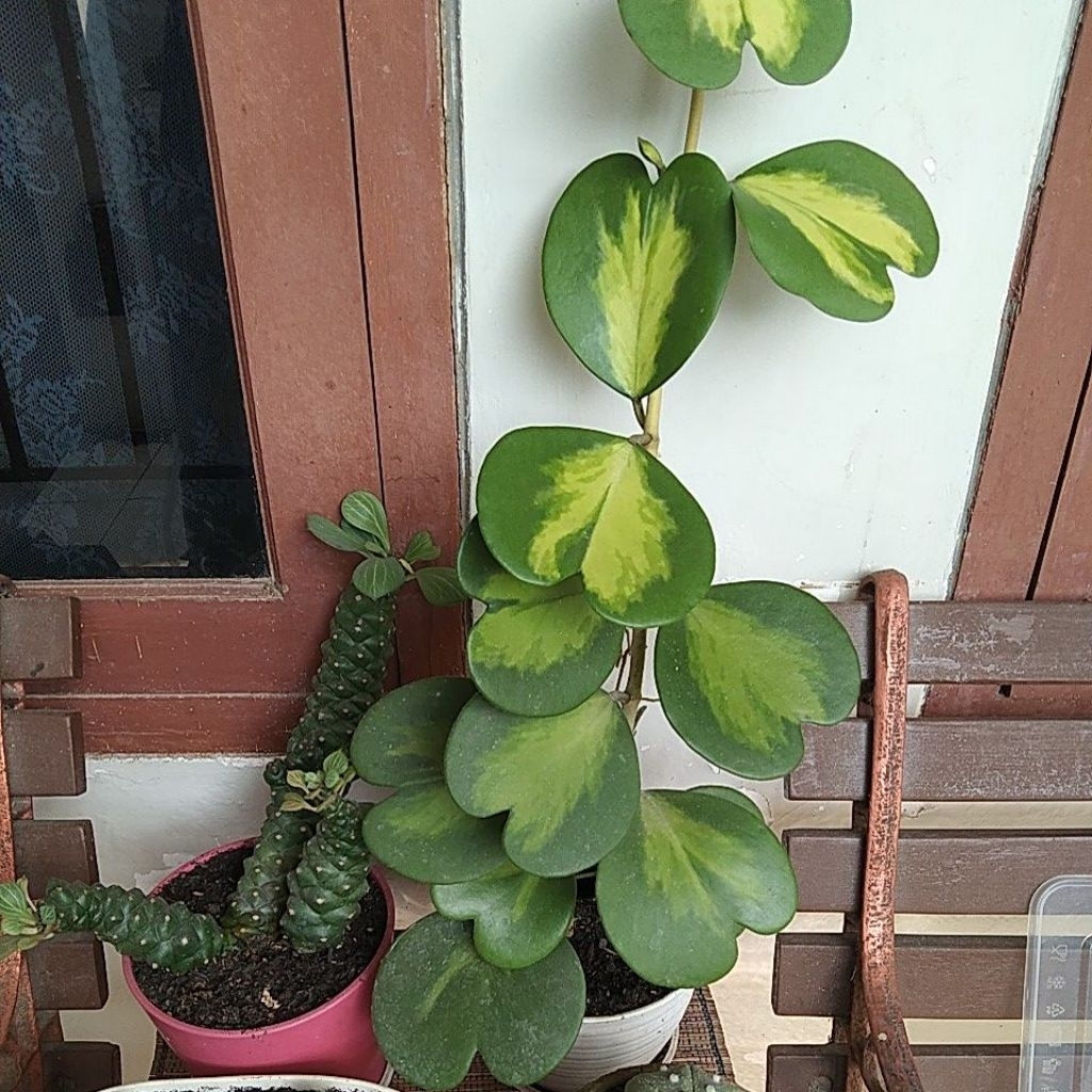 Hoya Kerrii Variegata