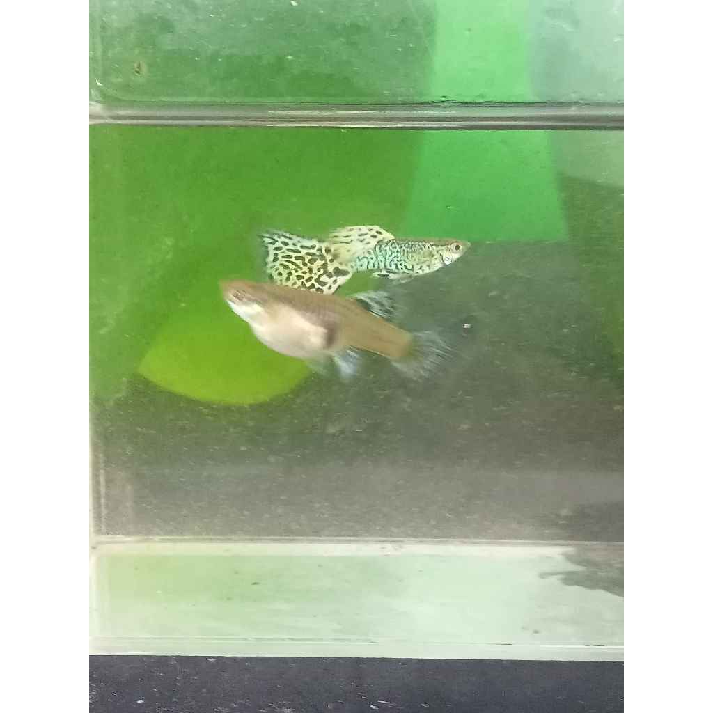 guppy yellow cobra