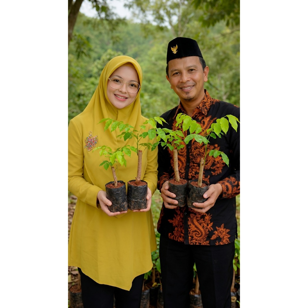 Bibit Angsana Unggul – Pohon Penghijauan Akar Kuat & Mudah Dirawat