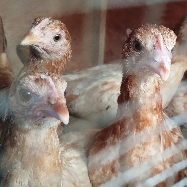 Ayam Kampung Petelur Kub Merah Umur 1 Bulan