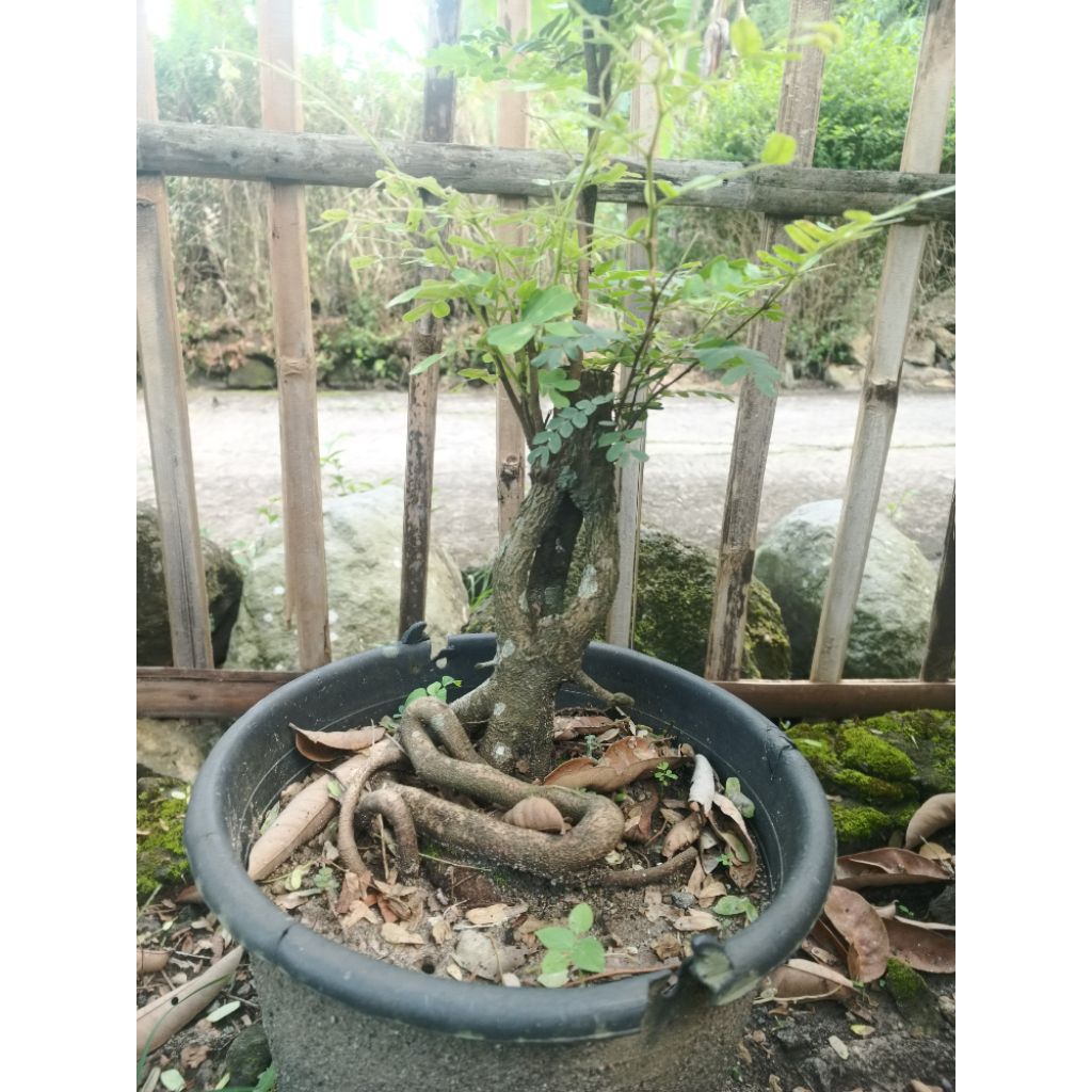 bonsai asem jawa