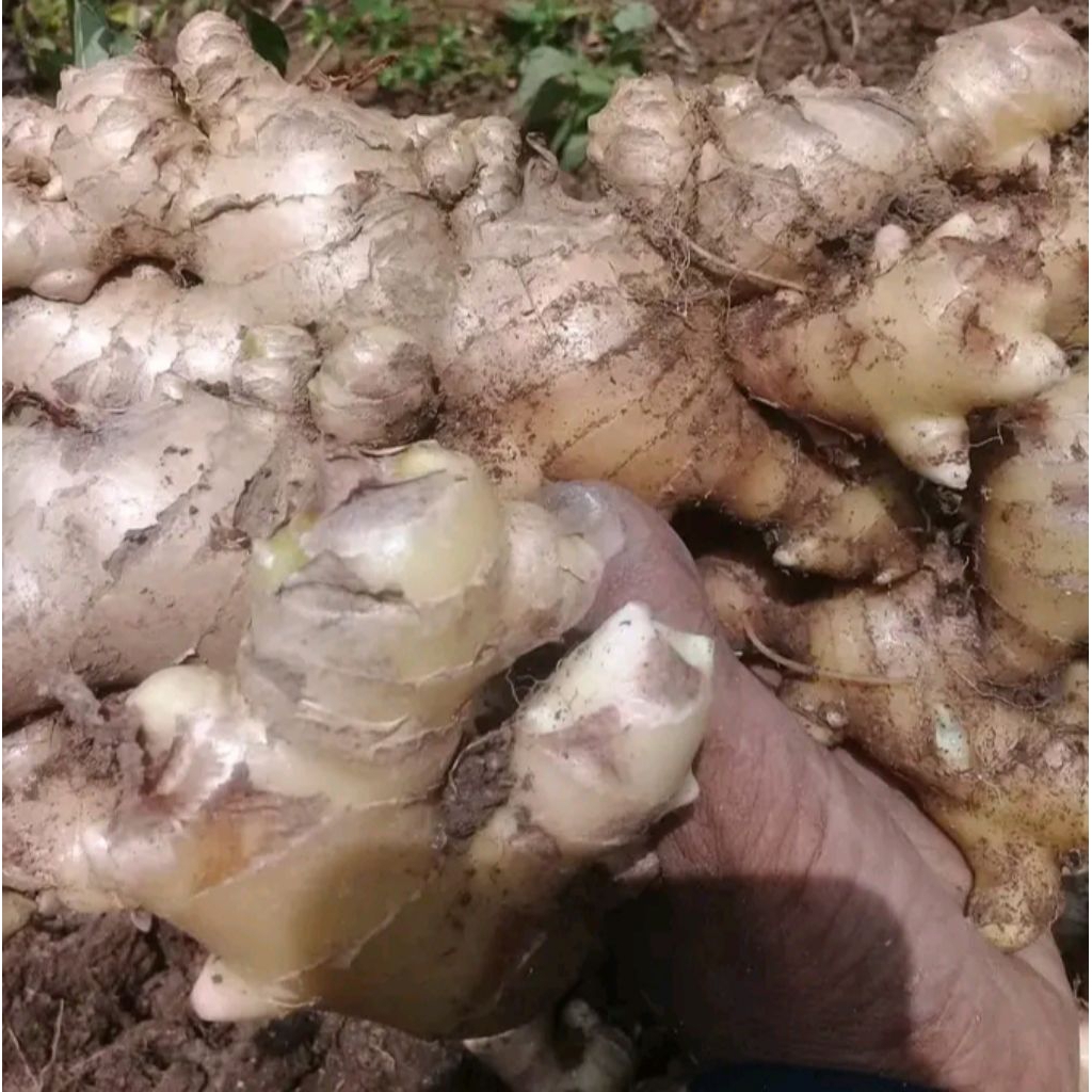 jahe Gajah/jahe putih segar