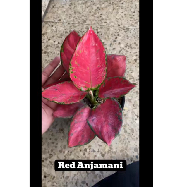 red anjamani, pink anjamani