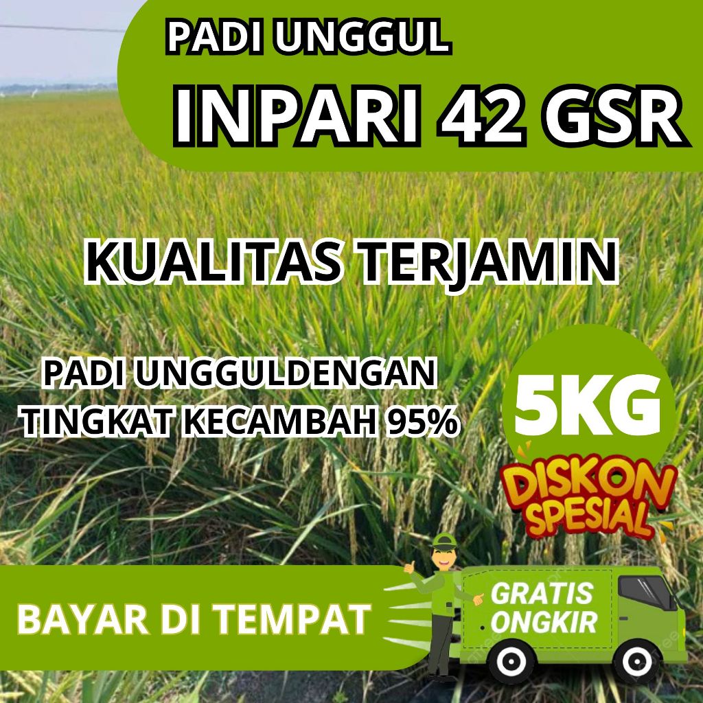 BENIH PADI BIBIT PADI UNGGUL BERKUALITAS PREMIUM INPARI 42 KEMASAN 5 KG