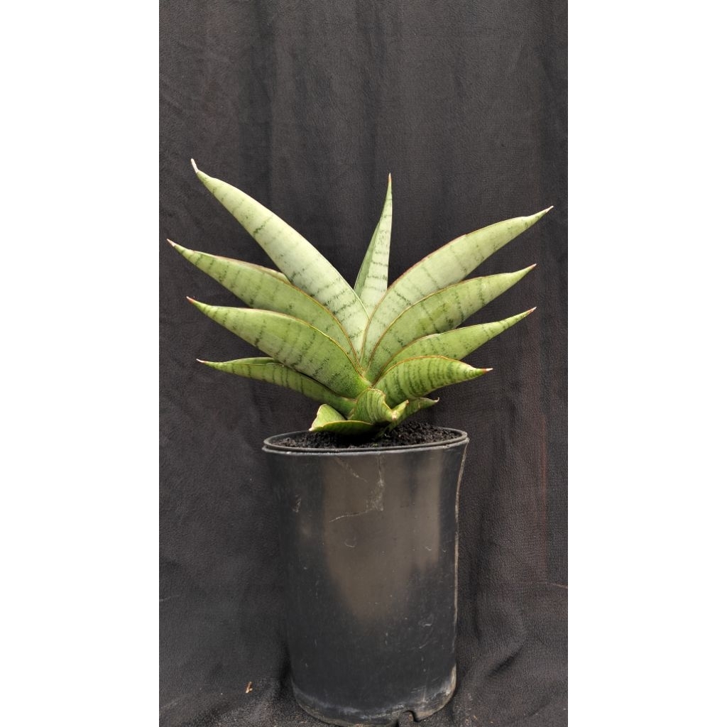 sensivera hybrid andjani blue ice