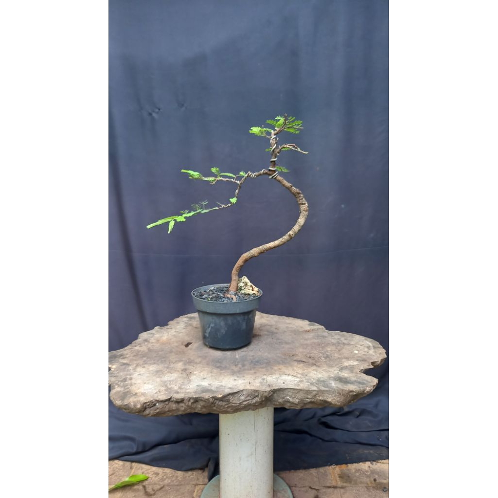 BONSAI POHON ASEM JAWA/TAMARINDUS INDICA