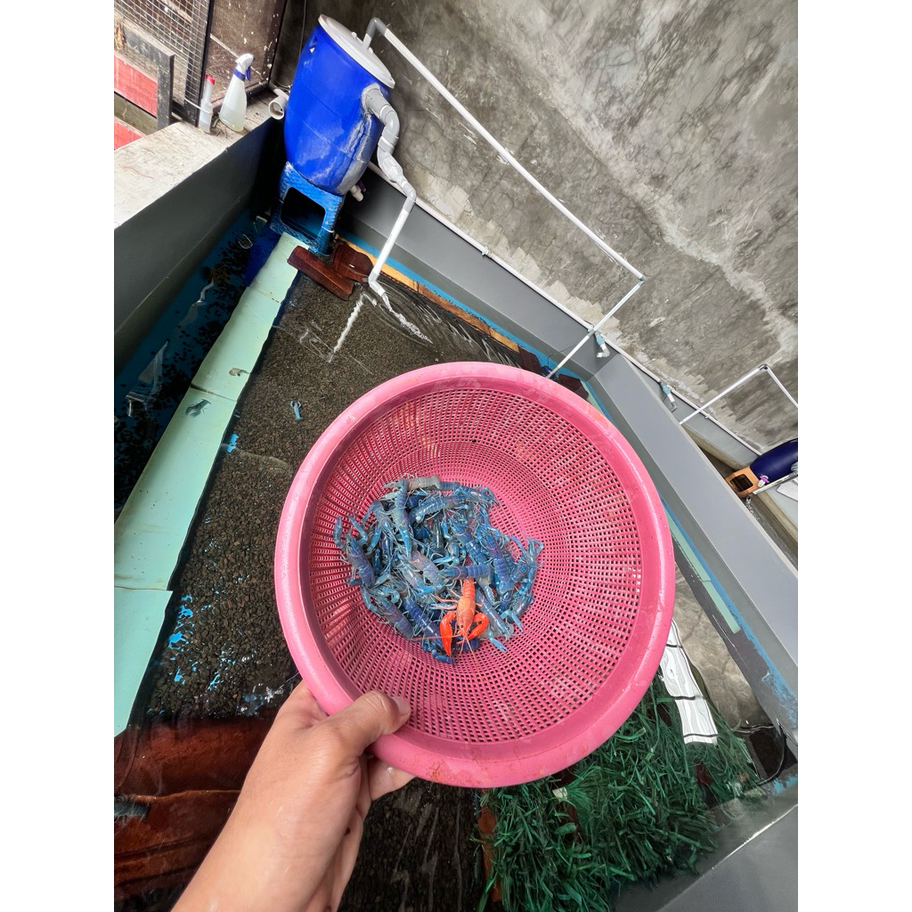 Bibit Lobster Air Tawar Premium