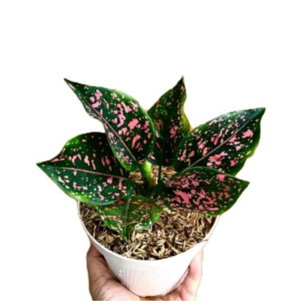 Aglonema pink dalmation - Tanaman Hias Aglonema pink dalmation