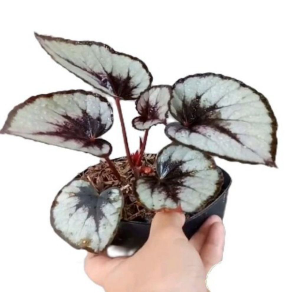 tanaman hias Begonia rex silver - Begonia silver - tanaman begonia alami hiasan