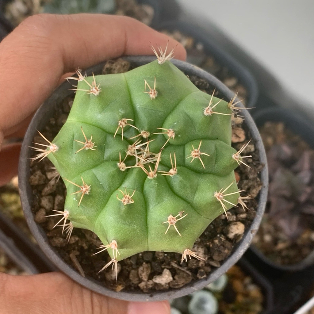 gymnocalycium green marble mihanovichii lb selected form jumbo indukan kaktus gymno miha mihanovichi