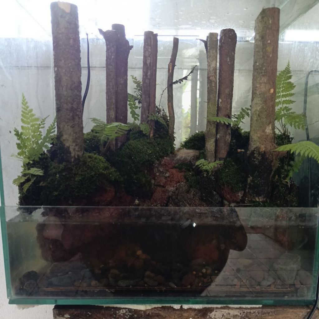 paludarium