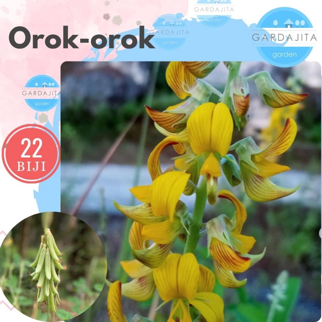 Benih OROK OROK [isi-22] Biji Tanaman Crotalaria Juncea