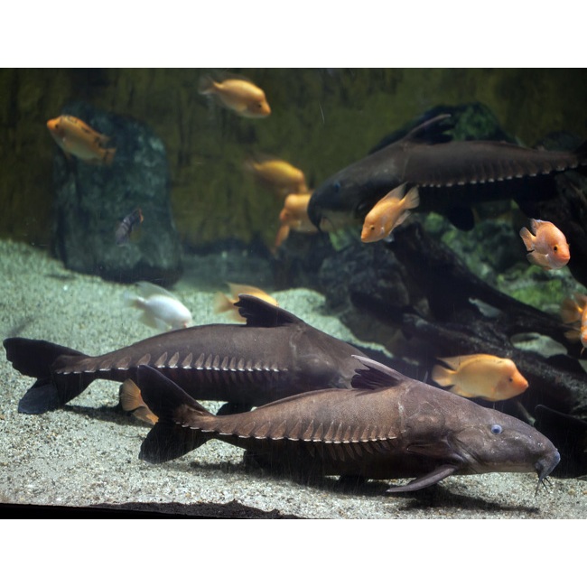 Hiasan Aquarium Oxydoras Niger Oxyniger 30-33cm