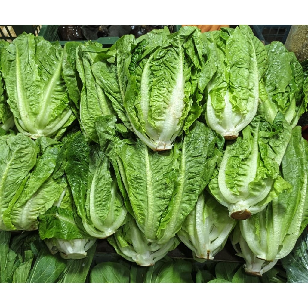 letuce romaine 500 gr