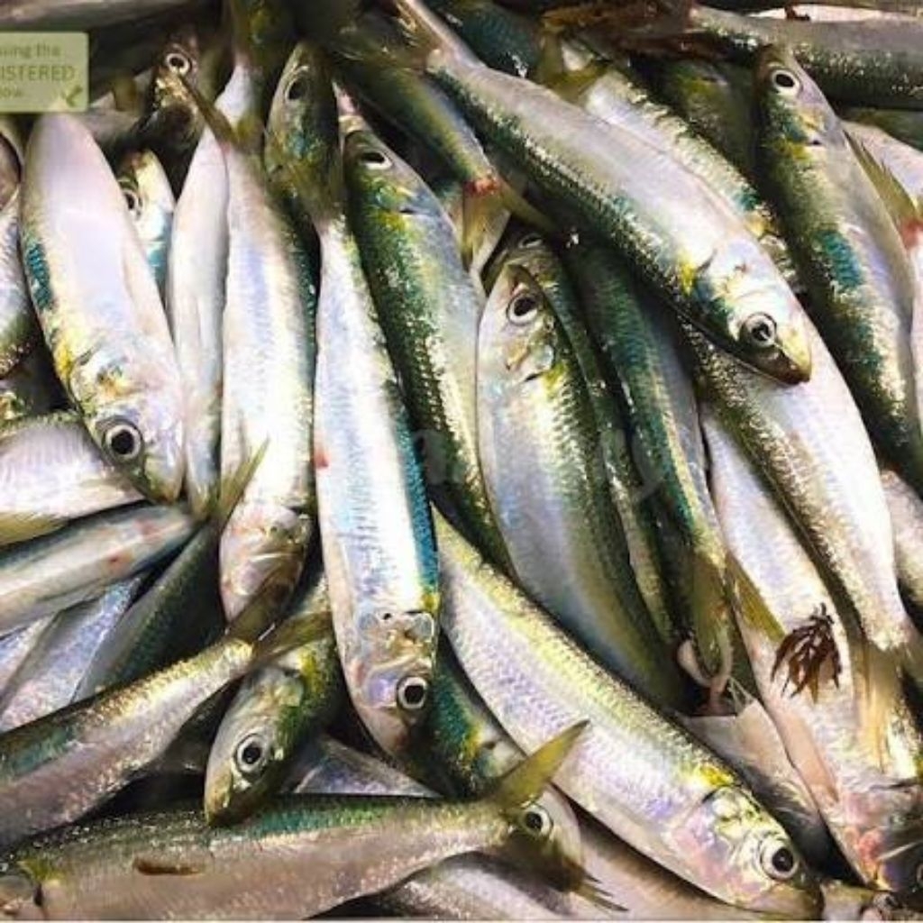 ikan sarden/dencis Segar