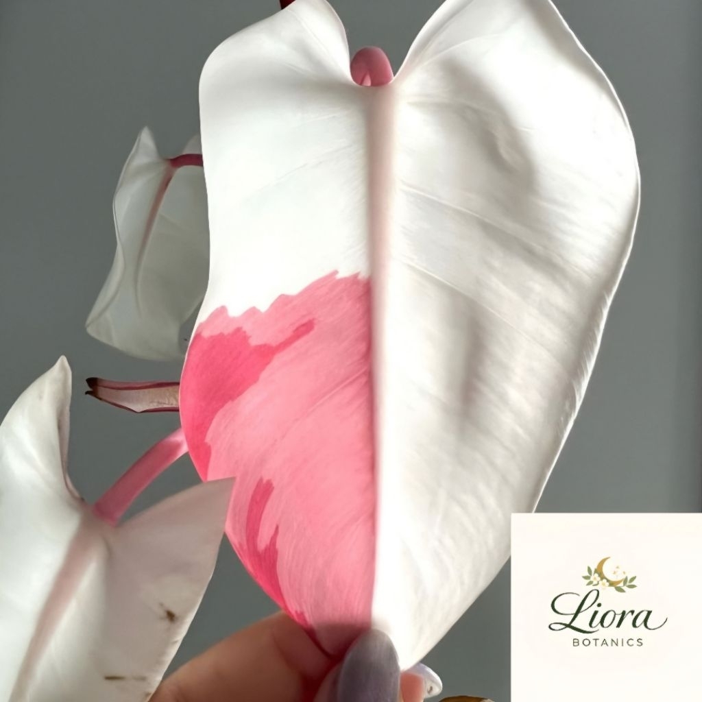 GRATIS ONGKIR | BIBIT BONGGOL PHILODENDRON PINK PRINCESS & WHITE PRINCESS | SIAP TUNAS
