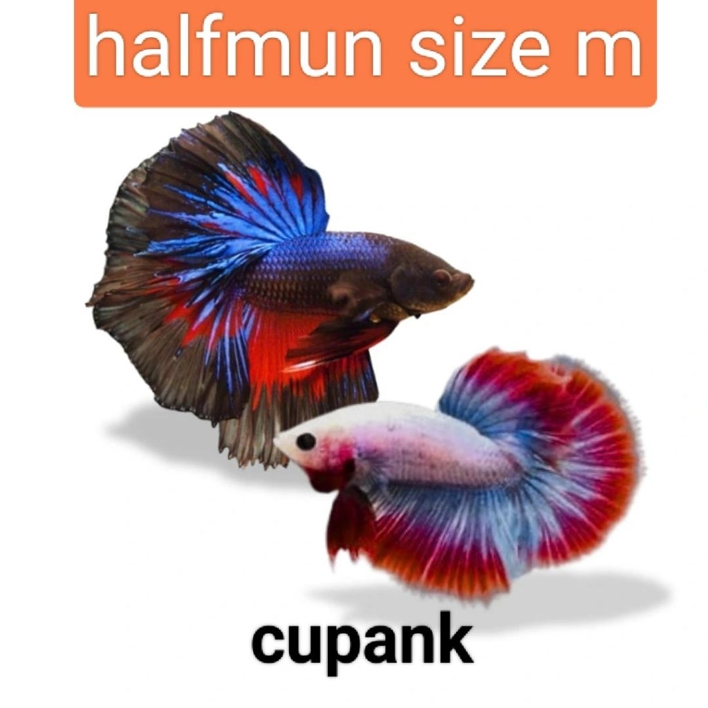Ikan Cupang Hias Halfmoon Rosetail Size M - Warna Acak, Garansi Hidup, Gratis Pakan