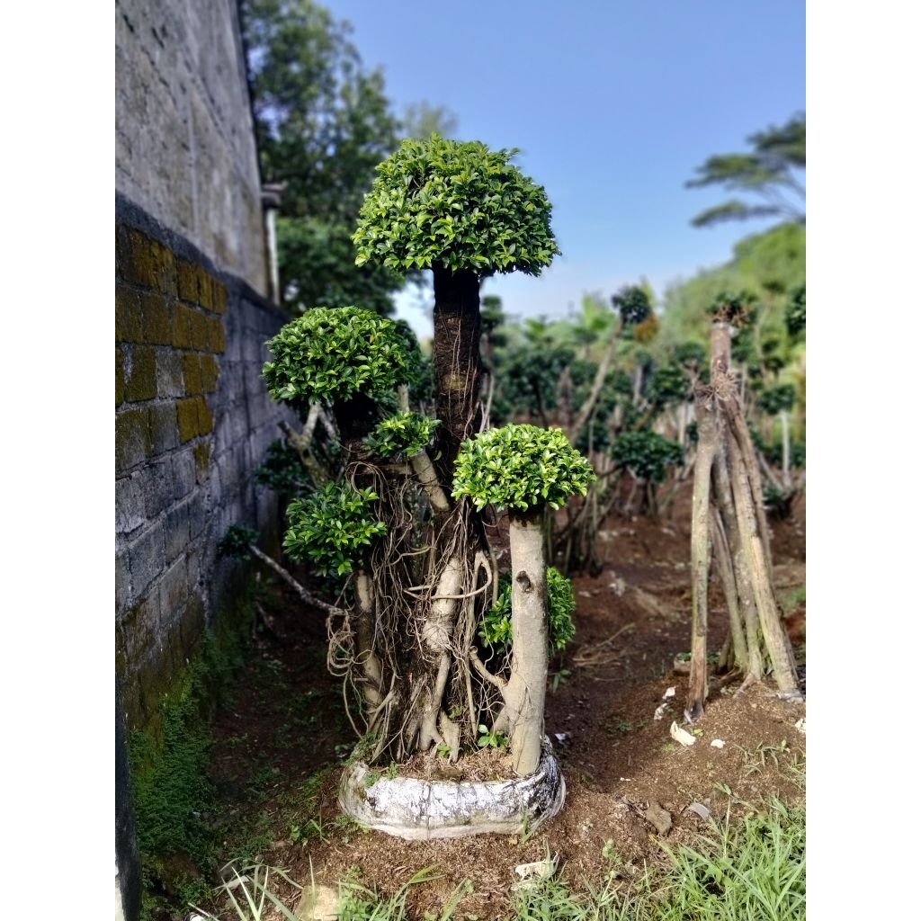 bonsai dolar Korea elegan,bonsai taman beringin dolar Korea elegan tinggi 2 meter kurang sedikit bat