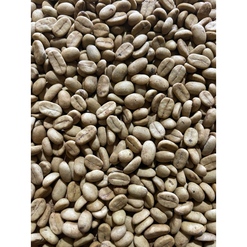 Benih Biji Kopi Arabika Ateng Super Pucuk Hijau Aceh/Gayo . Kopi Unggul Panen Cepat,Buah Lebat- Bera