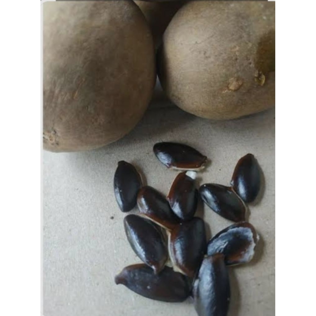 BIJI SAWO/KECIK SAWO HARGA PER 20 biji