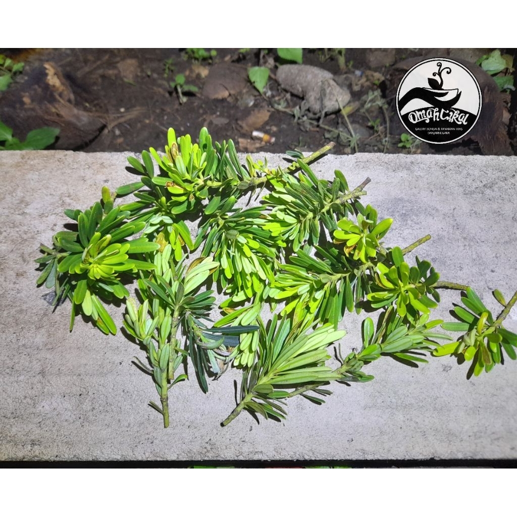 entres lohansung cincuan original/entres tanaman lohansung cincuan/entres daun lohansung cincuan