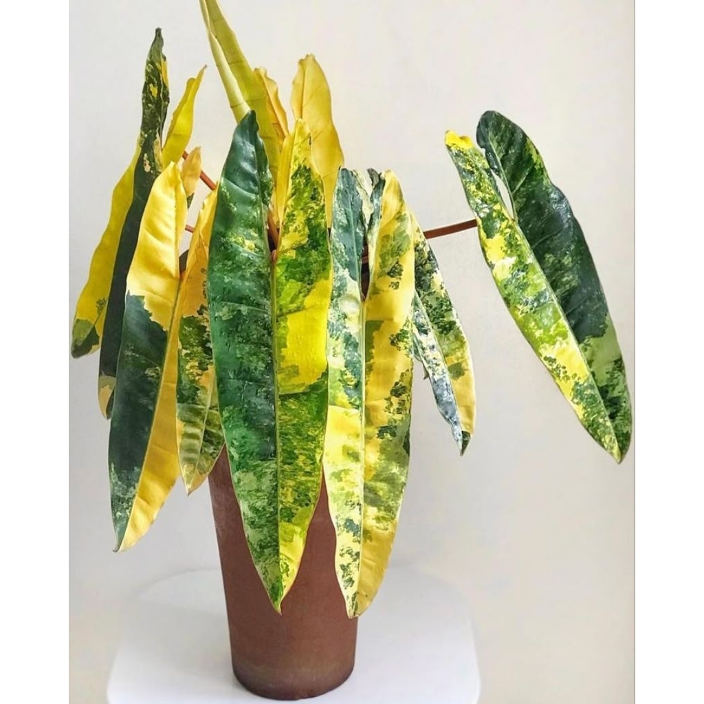 PROMO Bibit bonggol philodendron billietiae varigata