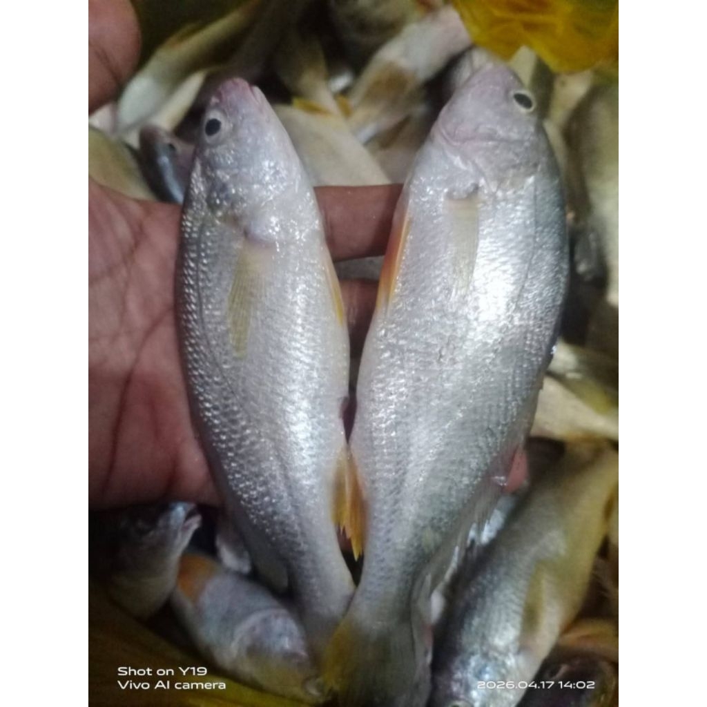 ikan gulama/ikan samge segar 500gr medan