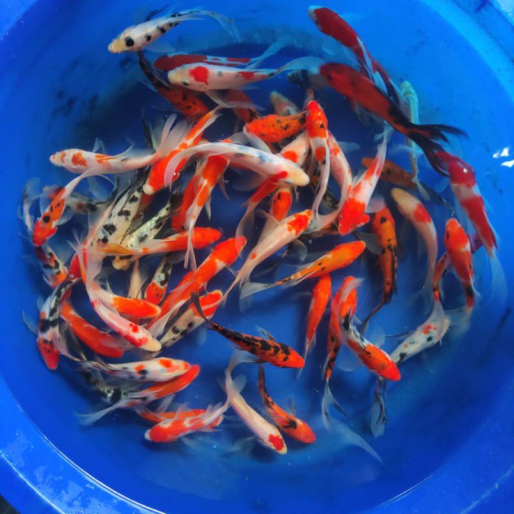 Koki Kohaku Sanke Slayer ekor panjang Size 10-12 cm Sehat Sudah Karantina packing plastik double