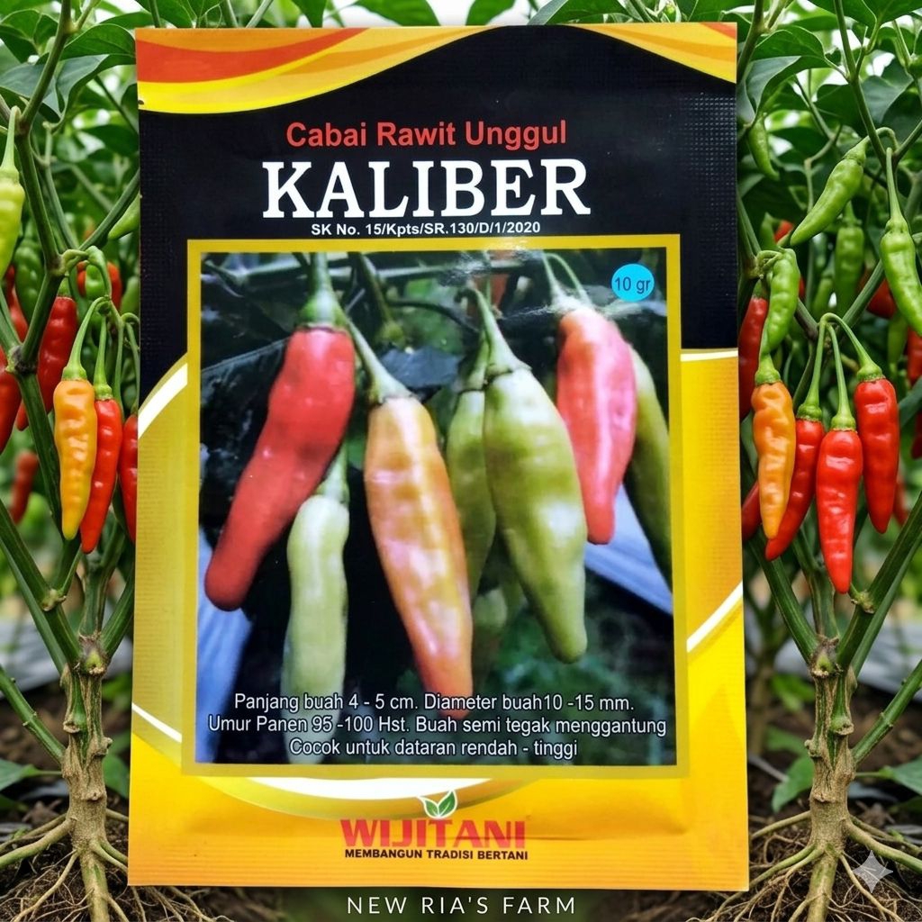 BENIH CABE RAWIT KALIBER ORI