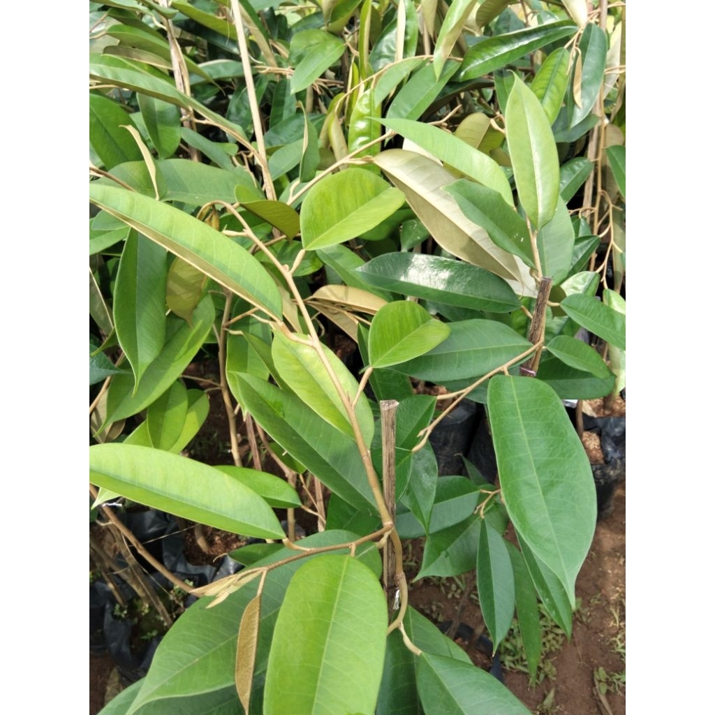 Durian Duri Hitam okulasi Super