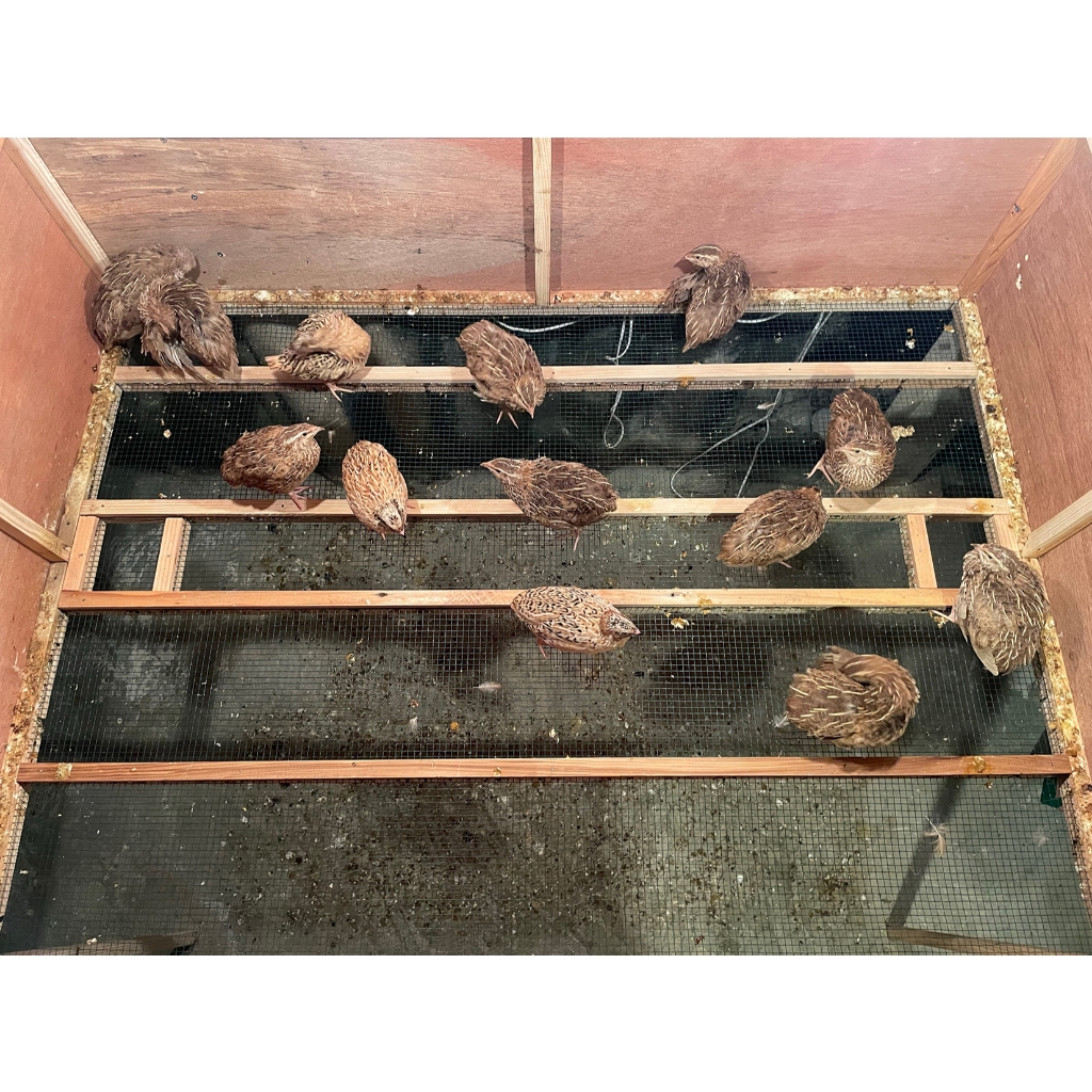 Burung Puyuh Dewasa