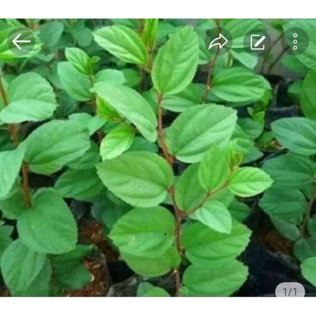 daun Bidara kering