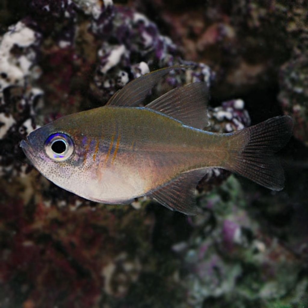 Ikan Hias Air Laut Capungan Mata Biru (Longspine Cardinalfish)